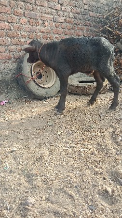 થંબનેલ 3