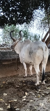 આ બળદ વેચવાનો સે