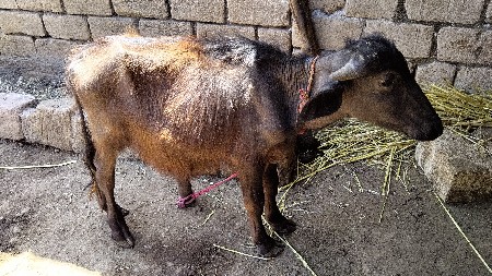 પાડો વેચવાનો સે