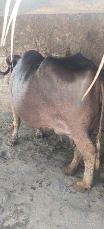 थंबनेल 3