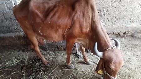 ગાય વેચવાની છે