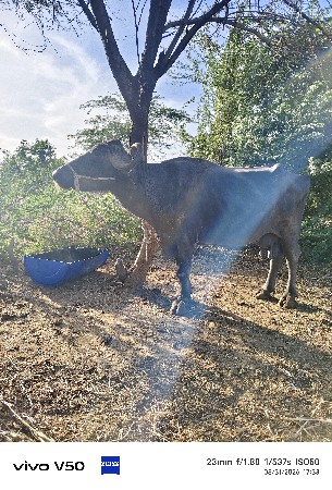 थंबनेल 3