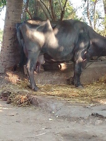 વેચવાની છે