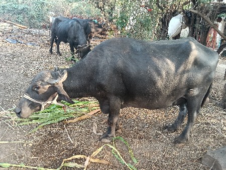 થંબનેલ 2