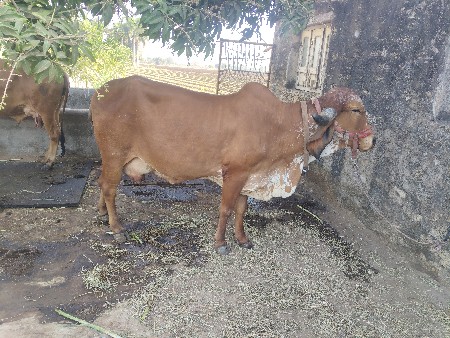 थंबनेल 2