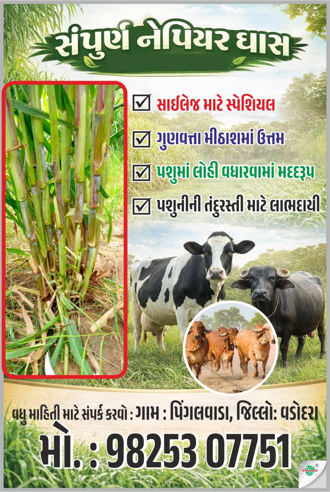 🌿 સંપૂર્ણ નેપિયર ઘાસ