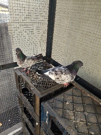 थंबनेल 3