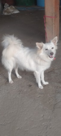 વેસવાનુ છે