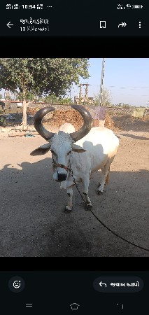 બળદ વેશવાનો છે