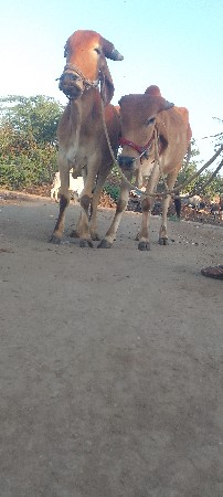 थंबनेल 3