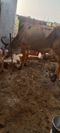 थंबनेल 2