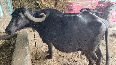 थंबनेल 3