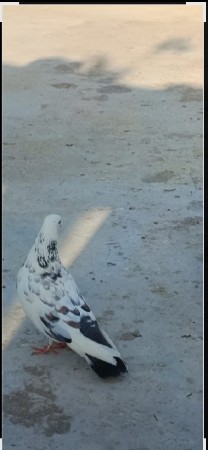 કબૂતર વેચવાના છે