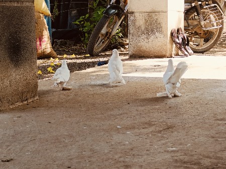 થંબનેલ 3