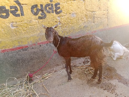 દેશી લાલ બકરી વેચવાની છે