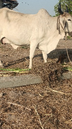 gay pchr desi soji javb dari vari 3