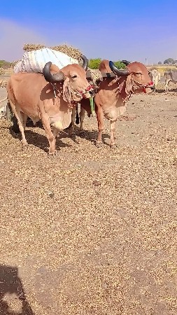 થંબનેલ 2