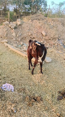 દોઢ વરસનો છે