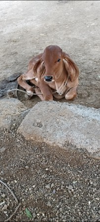 थंबनेल 2