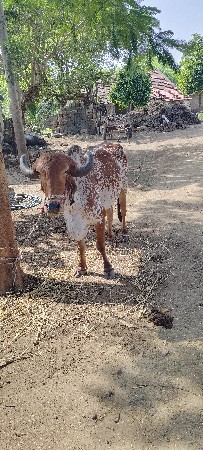 थंबनेल 3