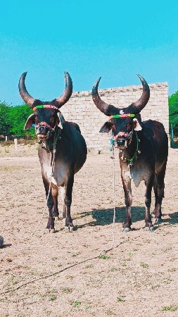 વેચવાના છે ટોટલ જવાબદારી થી લેવા હ