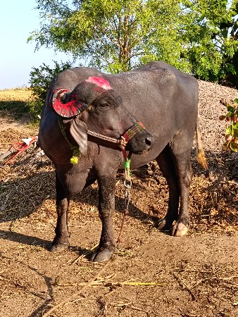 थंबनेल 3