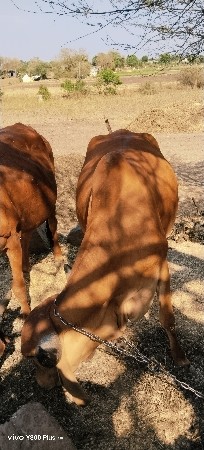ગાય વેચવાની છે