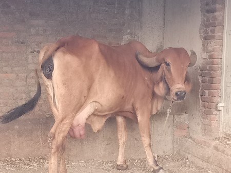 ગાય વેચવાની છે