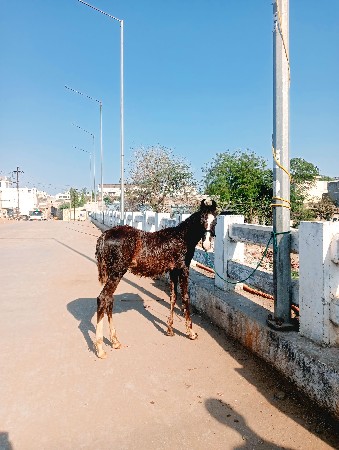 થંબનેલ 3
