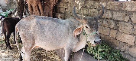 15 દિવસ ની વાયલ નીચી વાછચડી છે