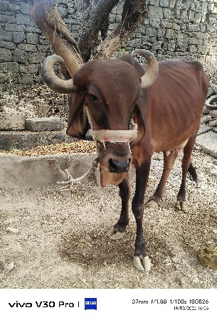 थंबनेल 2