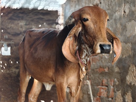 थंबनेल 2