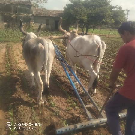 આ બળદ વેચવાના છે