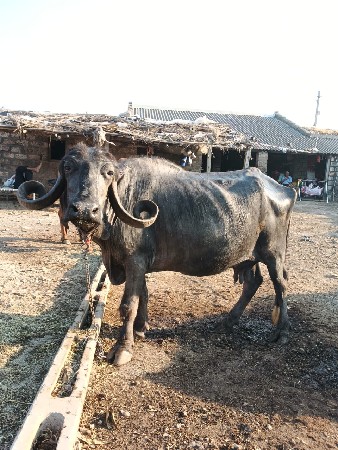 ભેસ વેસવાનિ છે