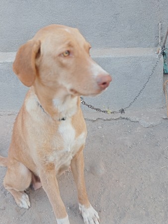 વેચવાની છે