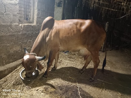 ગાય વેચવાની છે