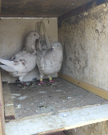 kaasni breeding pair for sale