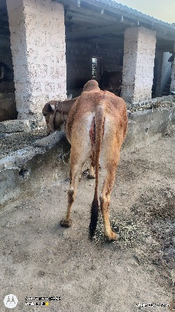 થંબનેલ 2