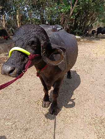 જોટો વેચવા નો છે