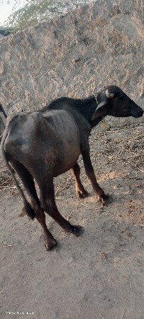 થંબનેલ 3