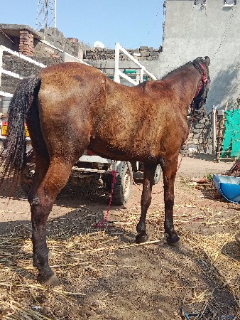 ધોડી વેસવાની છે