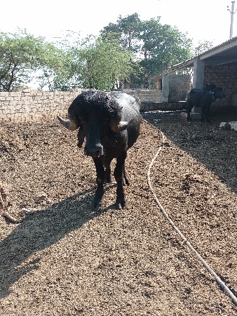 પાડો વેચવાનો છે