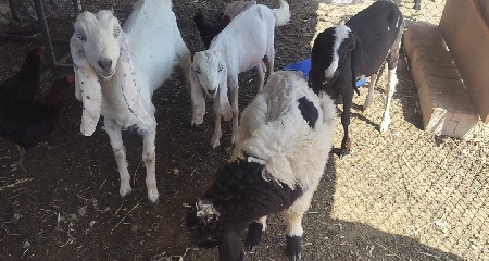 થંબનેલ 2