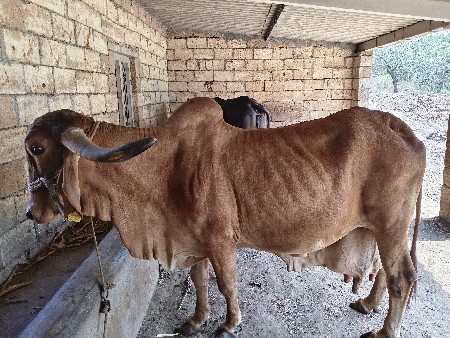 ગાય વેસવાની સે