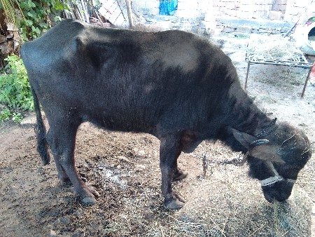 ખડેલી વેચવાની સે 5 વર્ષ ની સે