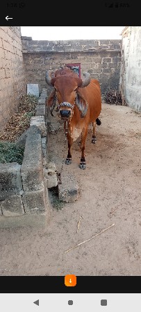 ગાય વેચવાની છે