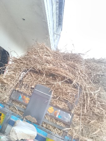 નીરણ વેચવાની છે.