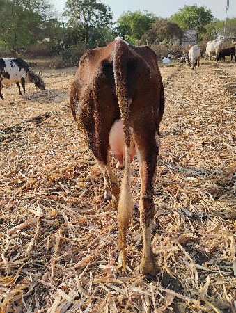 જર્સી ગાય વેચવાની છે