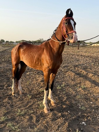 थंबनेल 3