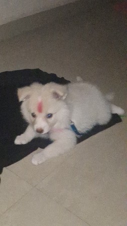 કૂતરુ વેચવાનુ છે